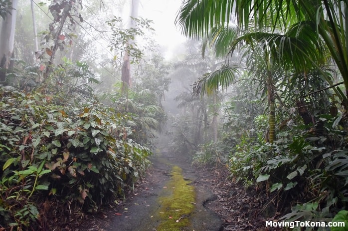 A rainy day in the Kona Cloud Forest.