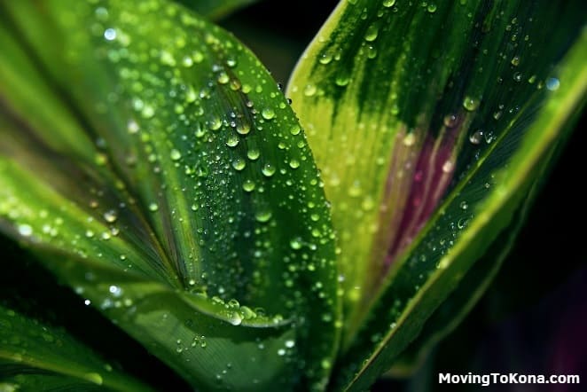Water droplets from a fresh Hawaiian rain on a plant.