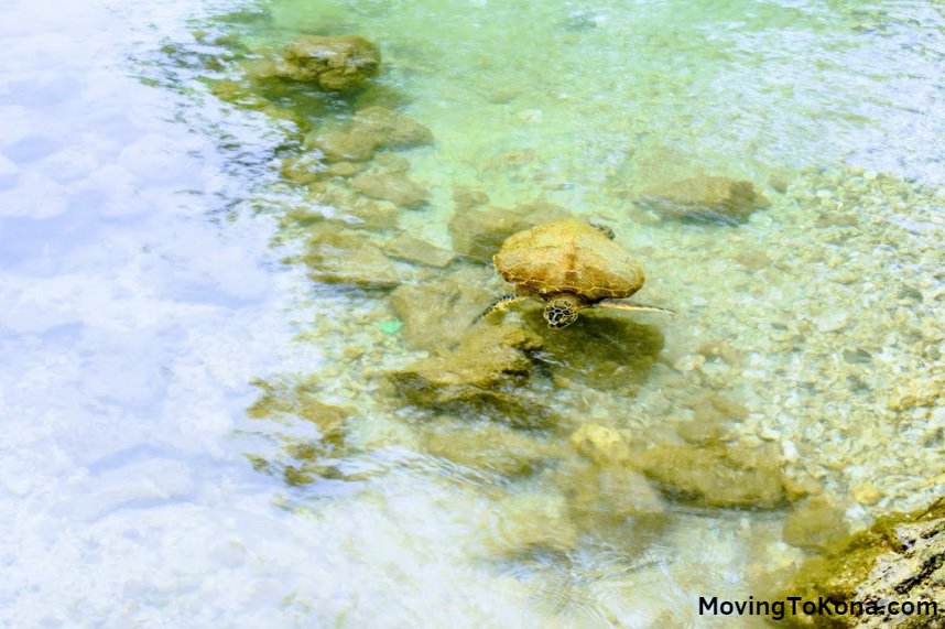 A sea turtle swimming near Hilo, Hawaii.