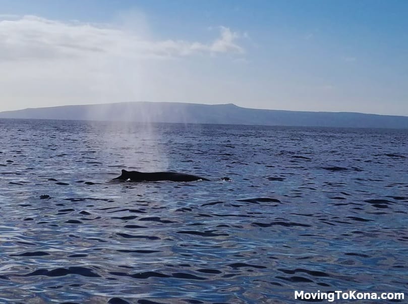 A whale spouting off the coast of Hawaii.