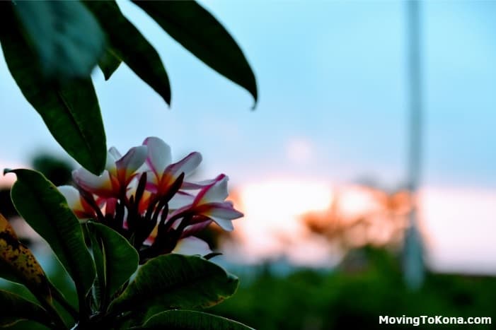 Plumerias in front of a sunset.
