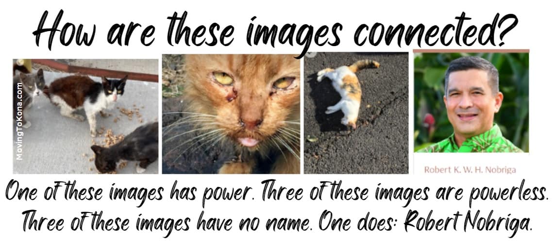 Abandoned cats at Kamehameha Schools and the person who allowed this to happen.